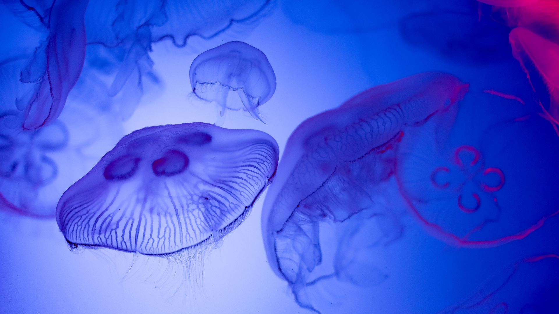 Jellyfish underwater shot
