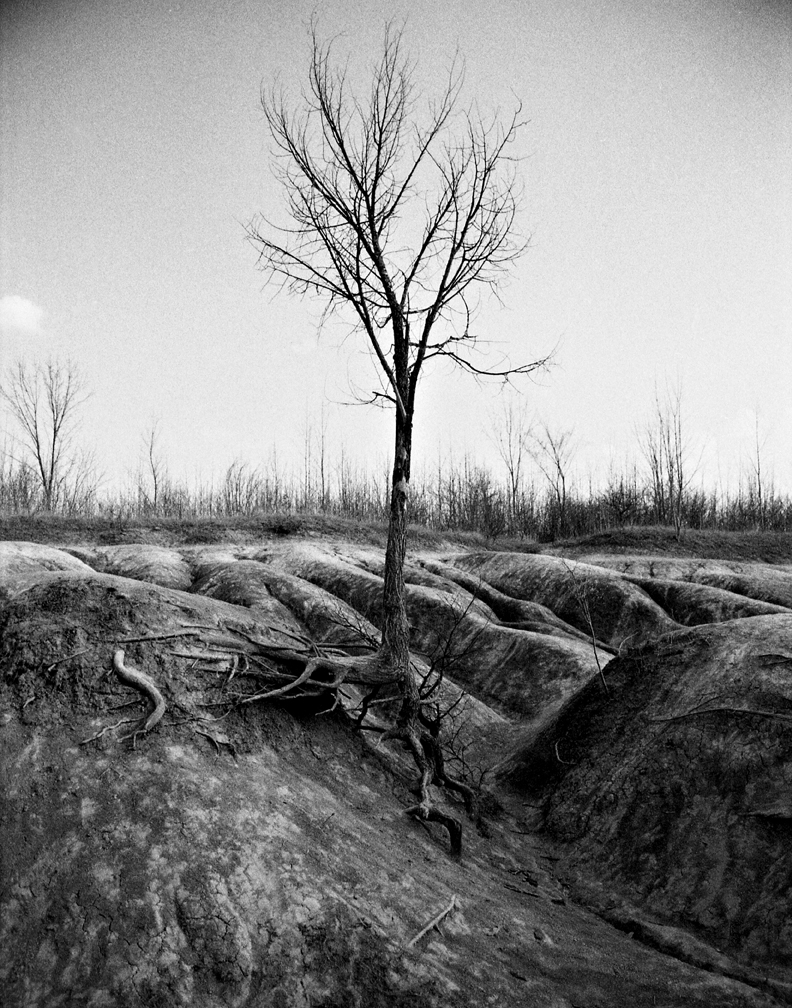Tree silhouette with dramatic lighting